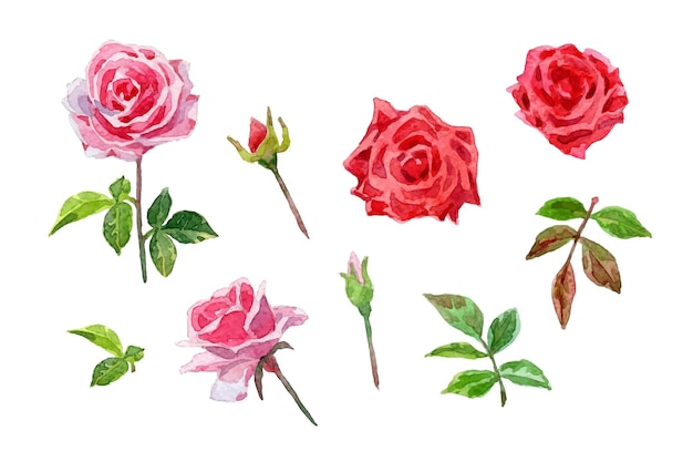 Collezione di rose e foglie rosa acquerello