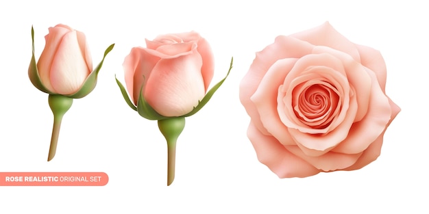 collezione di rose in stile realistico