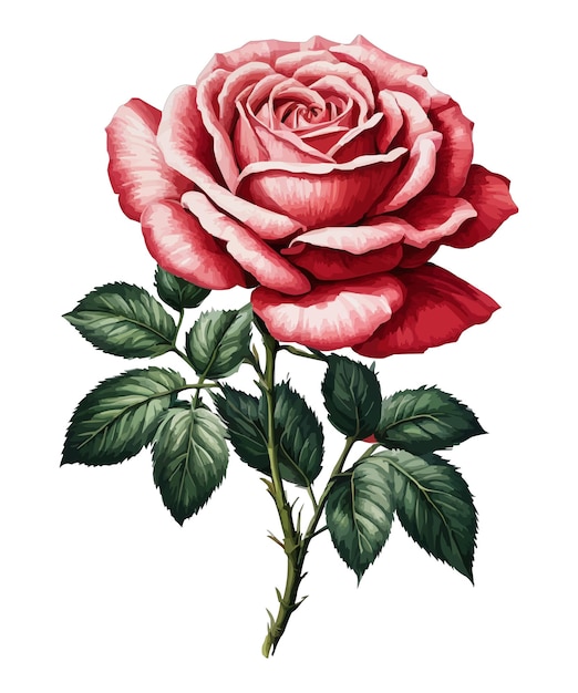 Collezione di rose per disegni vettoriali a stampa