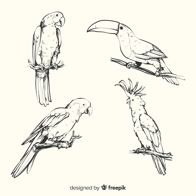 Collezione di uccelli esotici disegnati a mano
