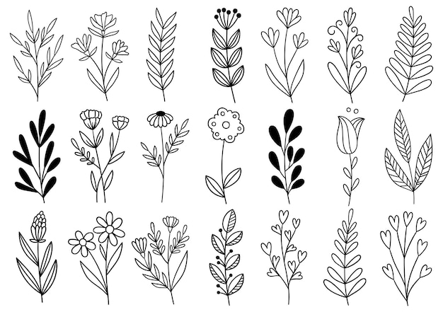 Collezione foresta felce eucalipto arte fogliame foglie naturali erbe in stile linea. Illustrazione elegante di bellezza decorativa per fiore disegnato a mano di design