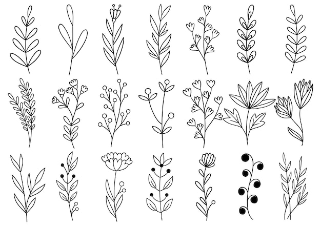 Collezione foresta felce eucalipto arte fogliame foglie naturali erbe in stile linea. Illustrazione elegante di bellezza decorativa per fiore disegnato a mano di design