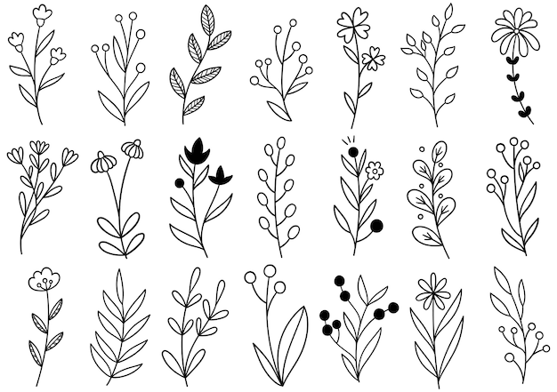 Collezione foresta felce eucalipto arte fogliame foglie naturali erbe in stile linea. Illustrazione elegante di bellezza decorativa per fiore disegnato a mano di progettazione