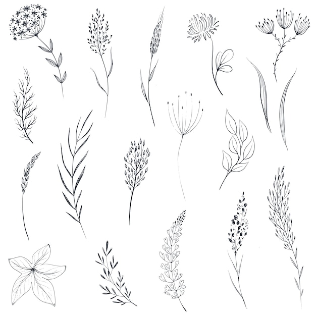 Collezione vettoriale di erbe e fiori di campo disegnati a mano