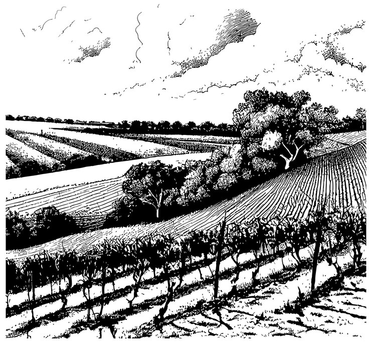 Vettore colline di piantagioni di uva, alberi, nuvole all'orizzonte illustrazione vettoriale