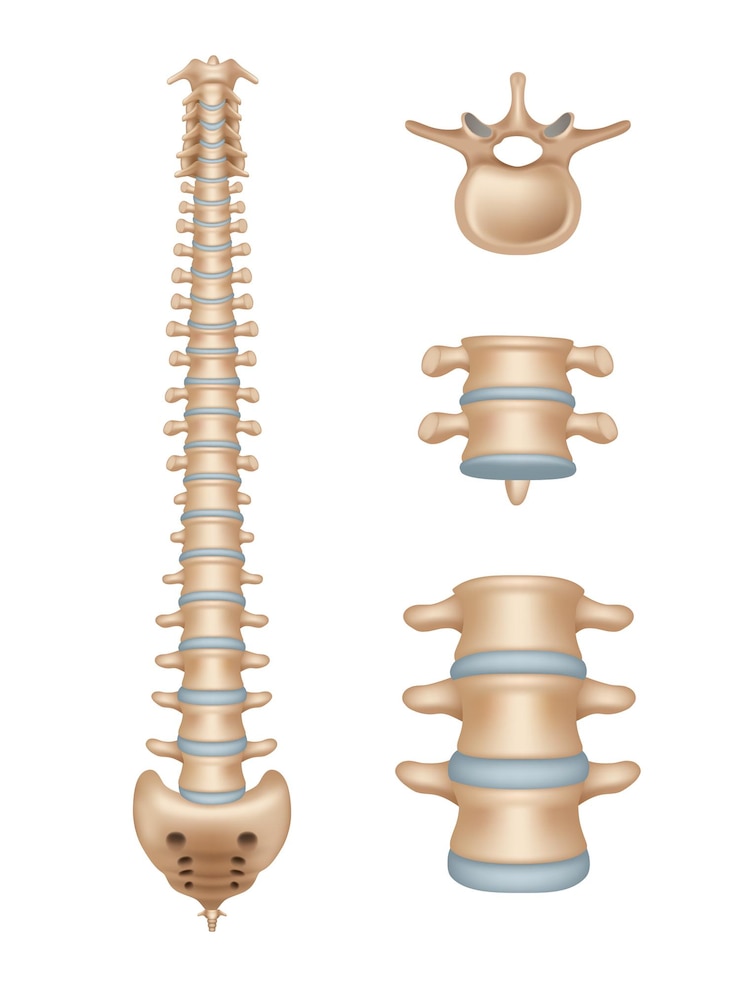 Vettore colonna vertebrale illustrazioni mediche realistiche dei segmenti spinali anatomia delle vertebre illustrazioni di modelli medici vettoriali decenti