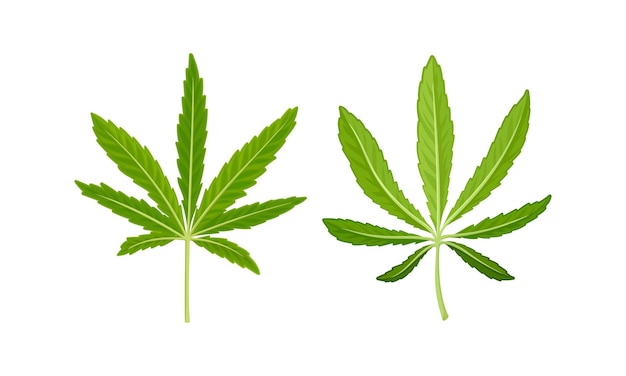 Coltivazione di piante di cannabis con foglietto di serrato come set vettoriale di coltivazione per uso medico