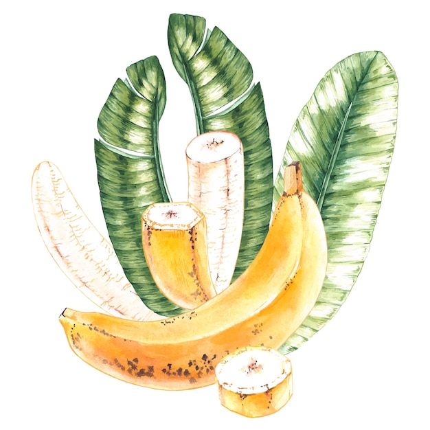 Composizione ad acquerello di banane e foglie