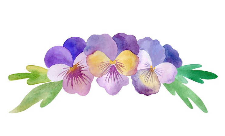 Vettore composizione decorativa di viole del pensiero dell'acquerello isolata su bianco fiori e foglie disegnati a mano