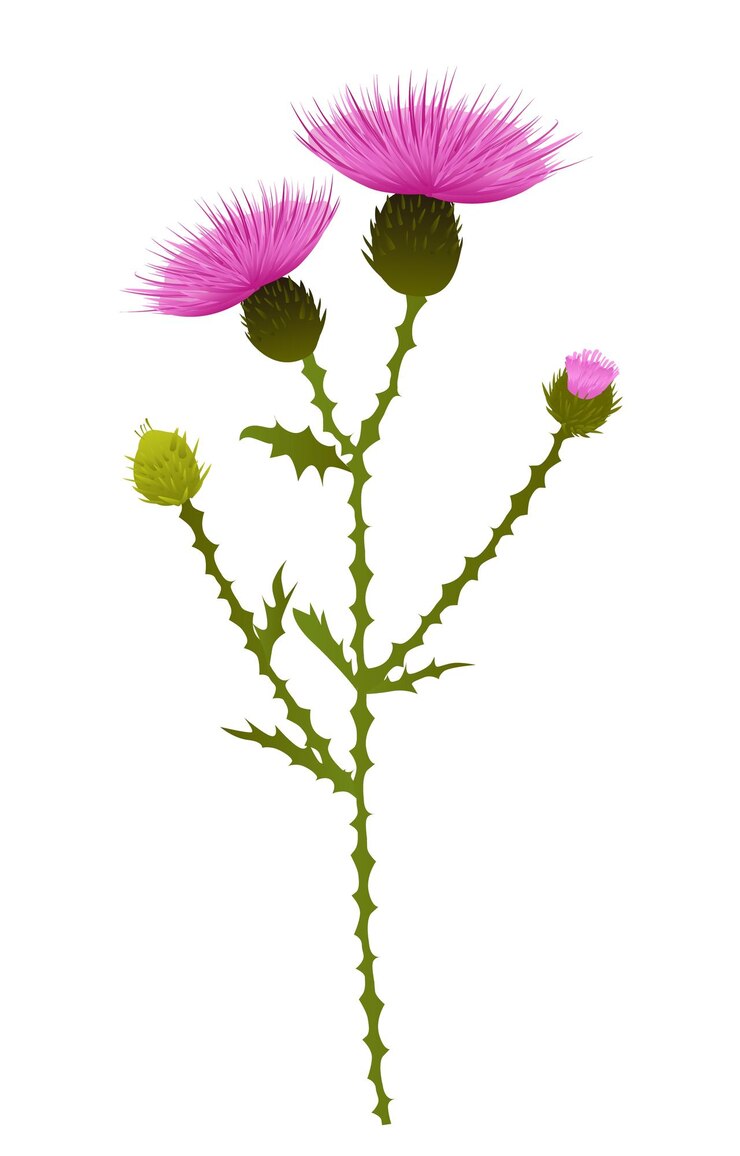 Vettore composizione disegnata a mano di un fiore di cardo cardo mariano isolato su bianco illustrazione botanica vettoriale
