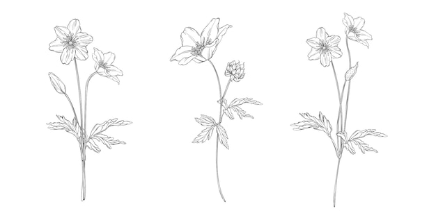 composizione floreale in bianco e nero con fiori di anemone