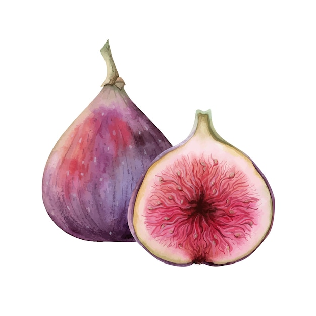 Composizione in acquerello di fichi viola semplici con frutti interi e a metà illustrazione disegnata a mano