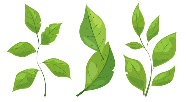 Con otto diversi tipi di foglie verdi Ogni foglia mostra forme uniche e modelli di vene Il grafico è semplice, pulito e vibrante Ideale per disegni a tema naturale e progetti ecologici