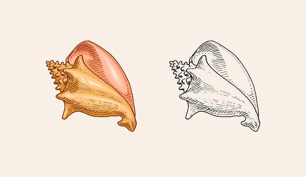 Conchiglia di mare o molluschi diverse forme incise disegnate a mano