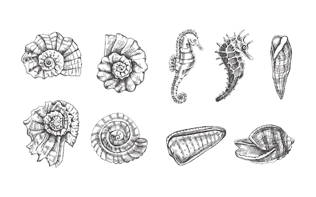 Conchiglie ammonite cavallucci marini buccina set vettoriale Illustrazione schizzo disegnato a mano Raccolta di schizzi realistici di varie creature oceaniche isolate su sfondo bianco