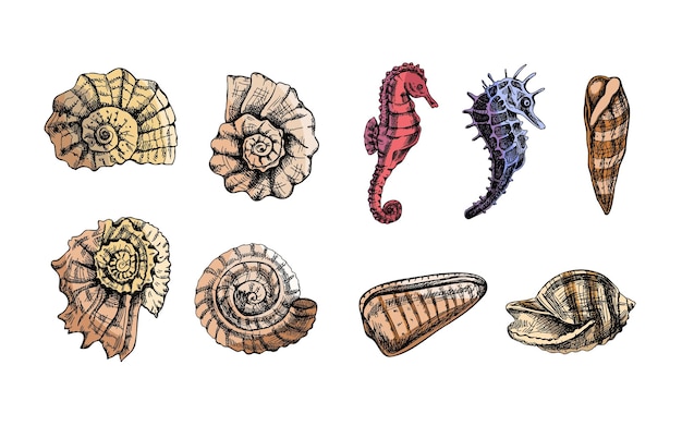 Conchiglie ammonite cavallucci marini set vettore buccino Raccolta di schizzi di creature oceaniche