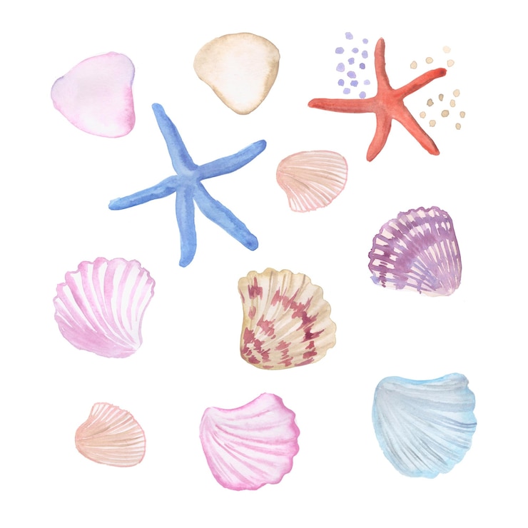 Vettore conchiglie, conchiglie, crostacei, illustrazione marina, stelle marine, illustrazione dell'acquerello