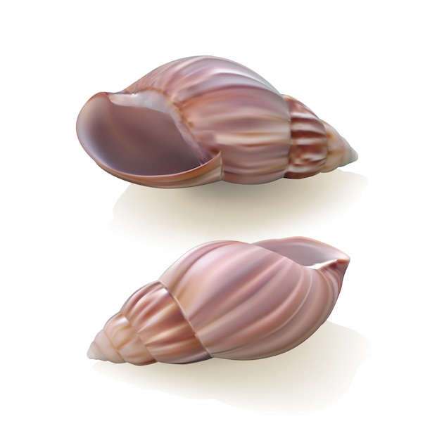 conchiglie