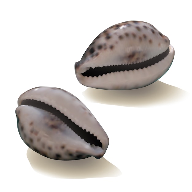 conchiglie