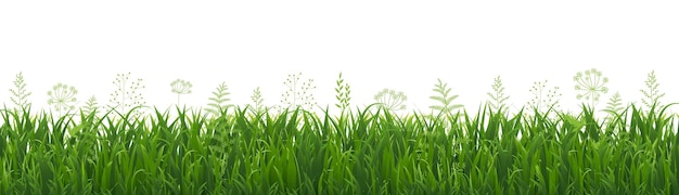 Confine di erba verde e sfondo bianco isolato