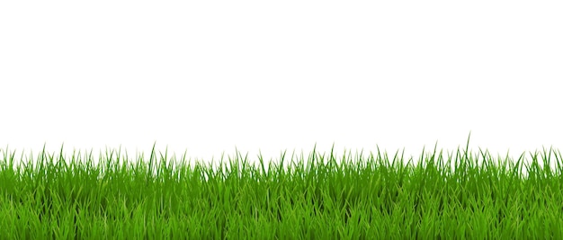 Confine di erba verde e sfondo bianco isolato