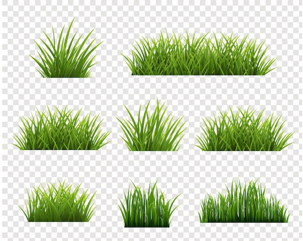Confine di erba verde e sfondo trasparente isolato
