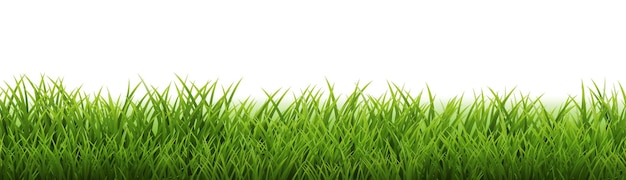 Confine di erba verde sfondo bianco isolato