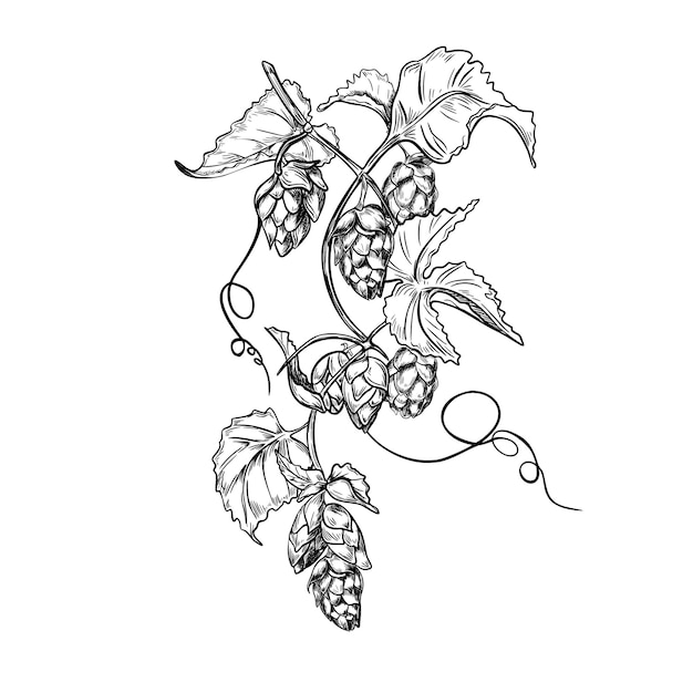 Cono di umulo di luppolo nero e bianco illustrazione vettoriale grafica isolata Foglie di rami di coni di loppolo dipinte incisione in schizzo botanico per il design dell'etichetta della birra imballaggio a base di erbe Oktoberfest Luppolo liana