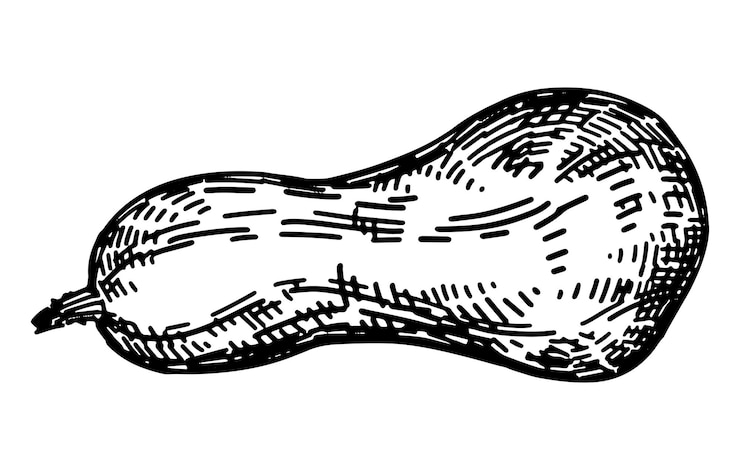 Vettore contorno clipart di zucchine doodle del raccolto agricolo autunnale illustrazione vettoriale disegnata a mano isolata su sfondo bianco