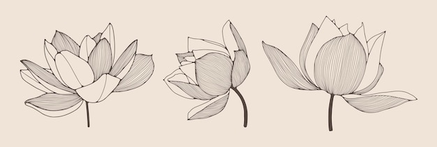 Contorno di fiore di loto disegnato a mano isolato su sfondo bianco