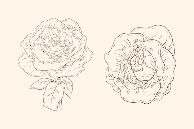 Contorno di rose in stile disegnato a mano