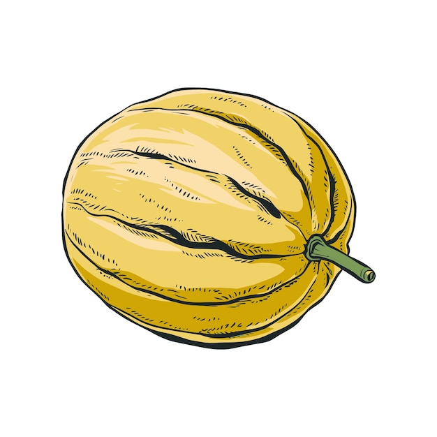 Contorno monocromatico di melone disegno tatuaggio realistico su sfondo trasparente