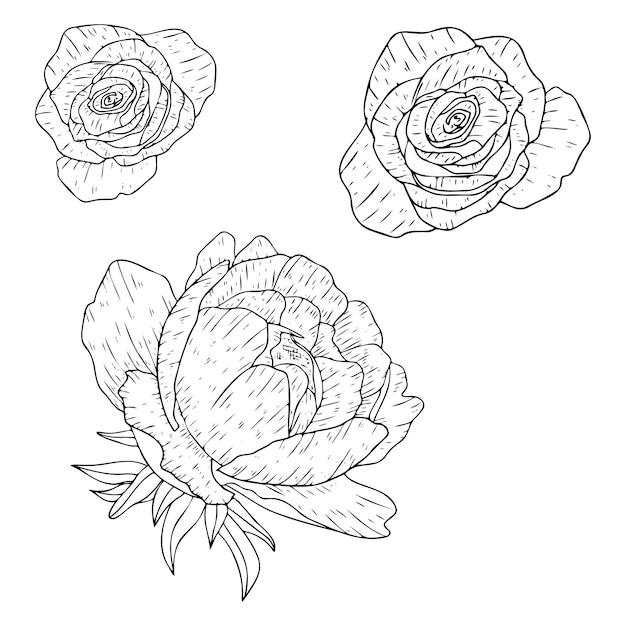 contorno rose fiori clipart vettore disegnato a mano set bianco e nero
