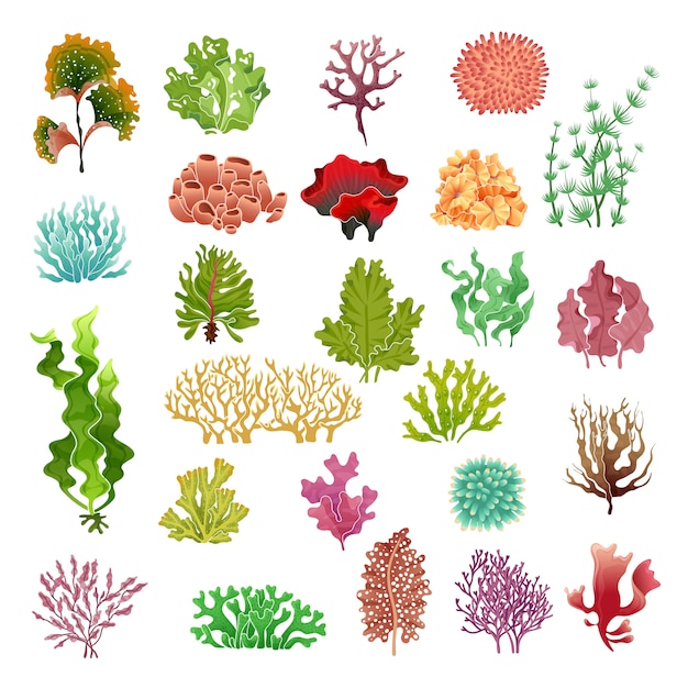 Corallo e alghe. Flora subacquea, alghe acquatiche di alghe acquario gioco fuco e coralli. Set di piante oceaniche