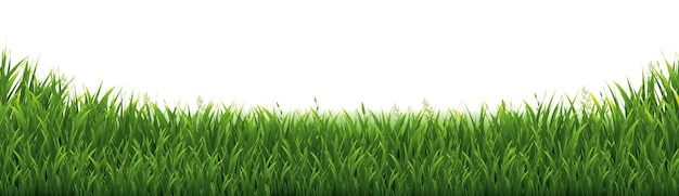 Cornice di erba verde e sfondo bianco