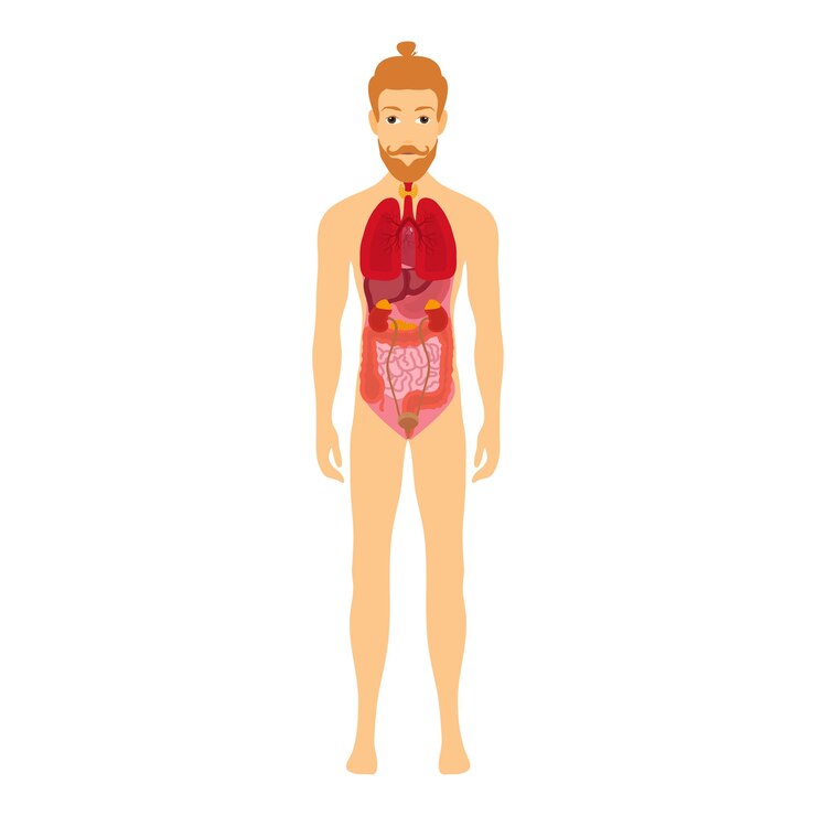 Vettore corpo maschile umano con organi interni schema con polmoni cuore tiroide stomaco fegato reni intestino