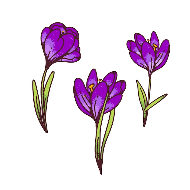 Crocus lilla zafferano fiori primule primaverili impostato per biglietto di auguri di design. Illustrazione di schizzo di contorno