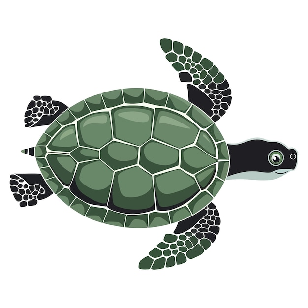 Cucina tartaruga dei cartoni animati isolata su sfondo bianco