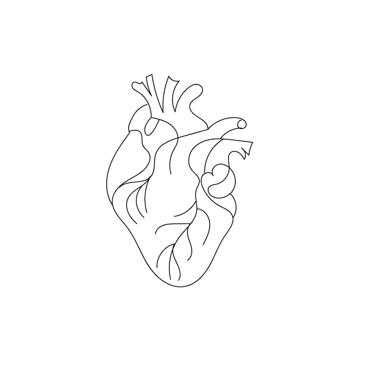 Vettore cuore umano con vasi sanguigni una linea continua d'arte del cuore degli organi interni umani