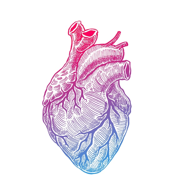 Cuore umano realistico. Stile vintage. Illustrazione disegnata a mano