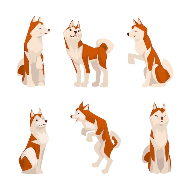 Cute Shiba Inu cane in diverse pose set amichevole cane da compagnia di razza pura seduto e in piedi illustrazione vettoriale di cartoni animati
