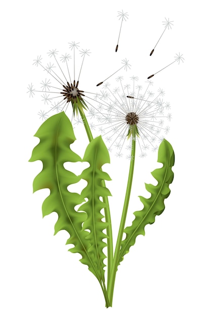 Dente di leone Fiore realistico Elemento di stagione naturale estiva Bella erba Illustrazione di icona vettoriale isolata su sfondo bianco