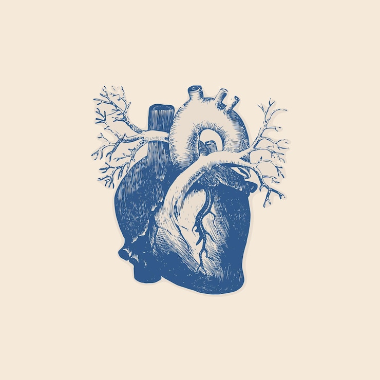 Vettore diagramma anatomico del cuore icona clipart amore logo retro illustrazione vintage elementi vettoriali di progettazione