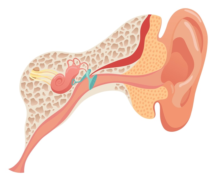 Vettore diagramma anatomico della struttura anatomica dell'orecchio umano concetto di sezione dell'orecchio medio esterno e interno timpano coclea tromba di eustachio e apparato vestibolare illustrazione vettoriale piatta per l'educazione