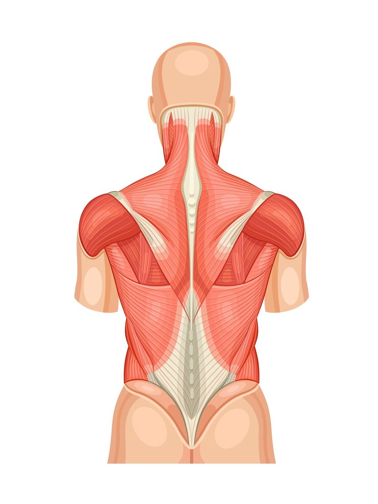 Diagramma anatomico educativo dei muscoli della schiena Modello posteriore della struttura e della disposizione umana