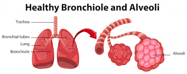 Diagramma che mostra bronchiolo e alveoli sani