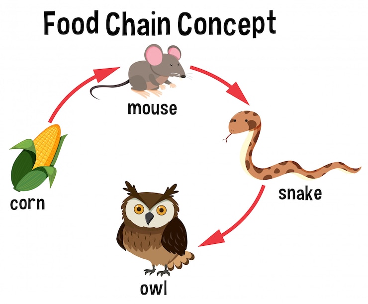 Vettore diagramma del concetto di catena alimentare