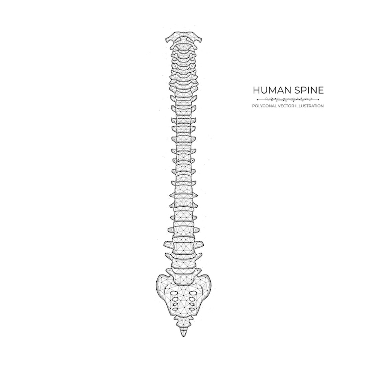 Vettore diagramma della colonna vertebrale umana low poly art