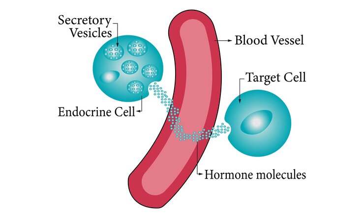 Vettore diagramma della scienza endocrina 100 disegno illustrativo vettoriale diagramma di scienza endocrina organo