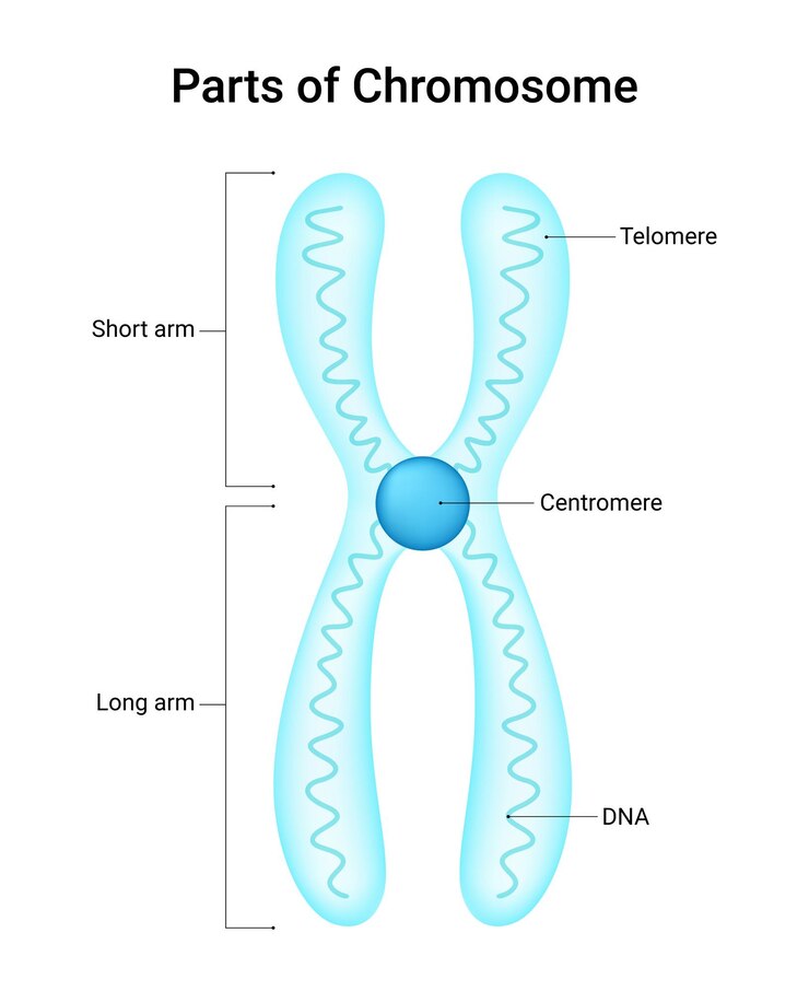 Vettore diagramma della struttura dei cromosomi